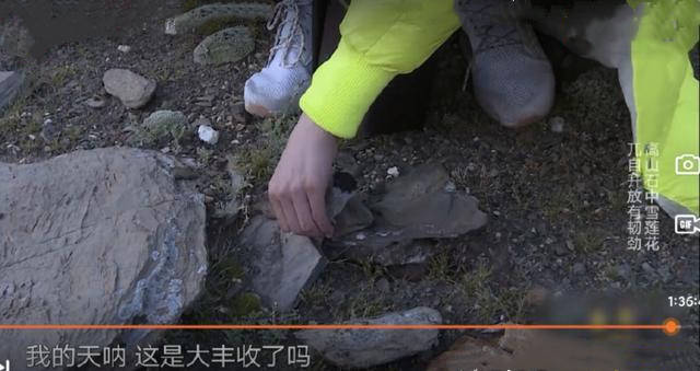 极限挑战节目翻车?刘宇宁采摘二级珍稀植物?节目组发声明回应