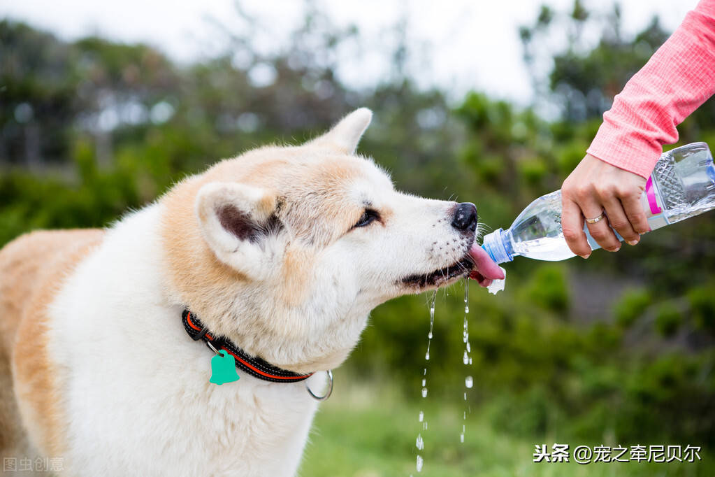 狗不爱喝水怎么办