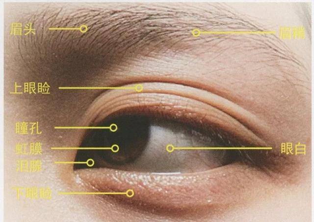 眼部结构及细分
