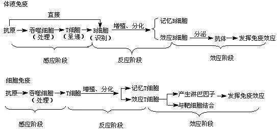 抗体|乙肝特异性研究，自然感染过程，两项抗体和B细胞数量功能相关