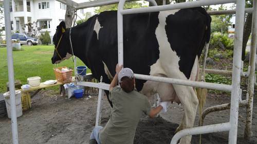 牛奶|为何农场主将牛奶倒进河，也不给穷人喝？