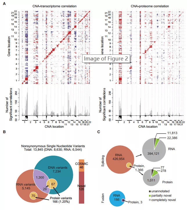 g蛋白结合gdp是被磷酸化吗_蛋白线是蓝色吗(2)
