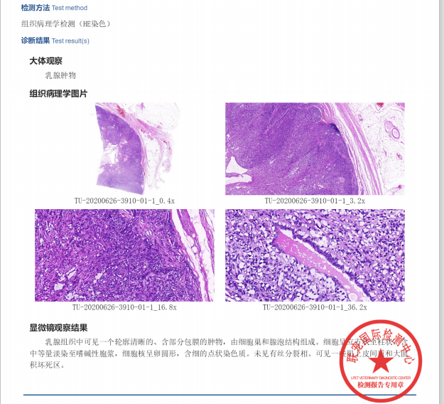 狗狗乳房有硬块怎么办