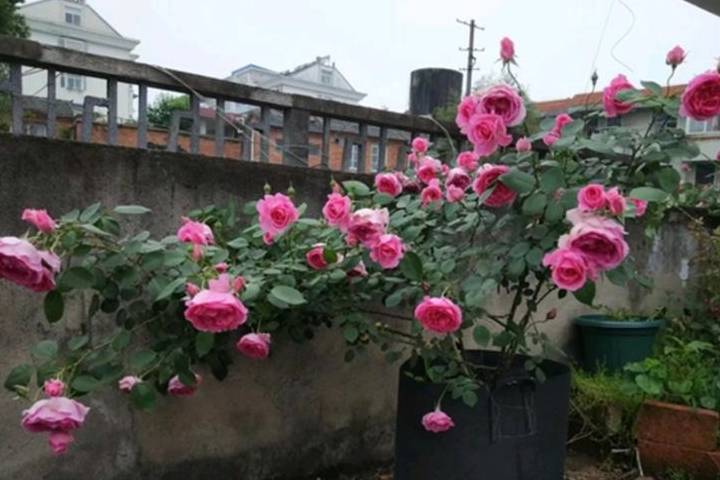 月季花怎样压枝繁殖 e16417286d984e80a5d984d6452dd218.jpeg