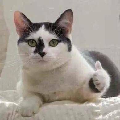 猫咪怎么才能坐飞机 f9fc35811b4c46ce890d52dd0faf0c84.jpeg