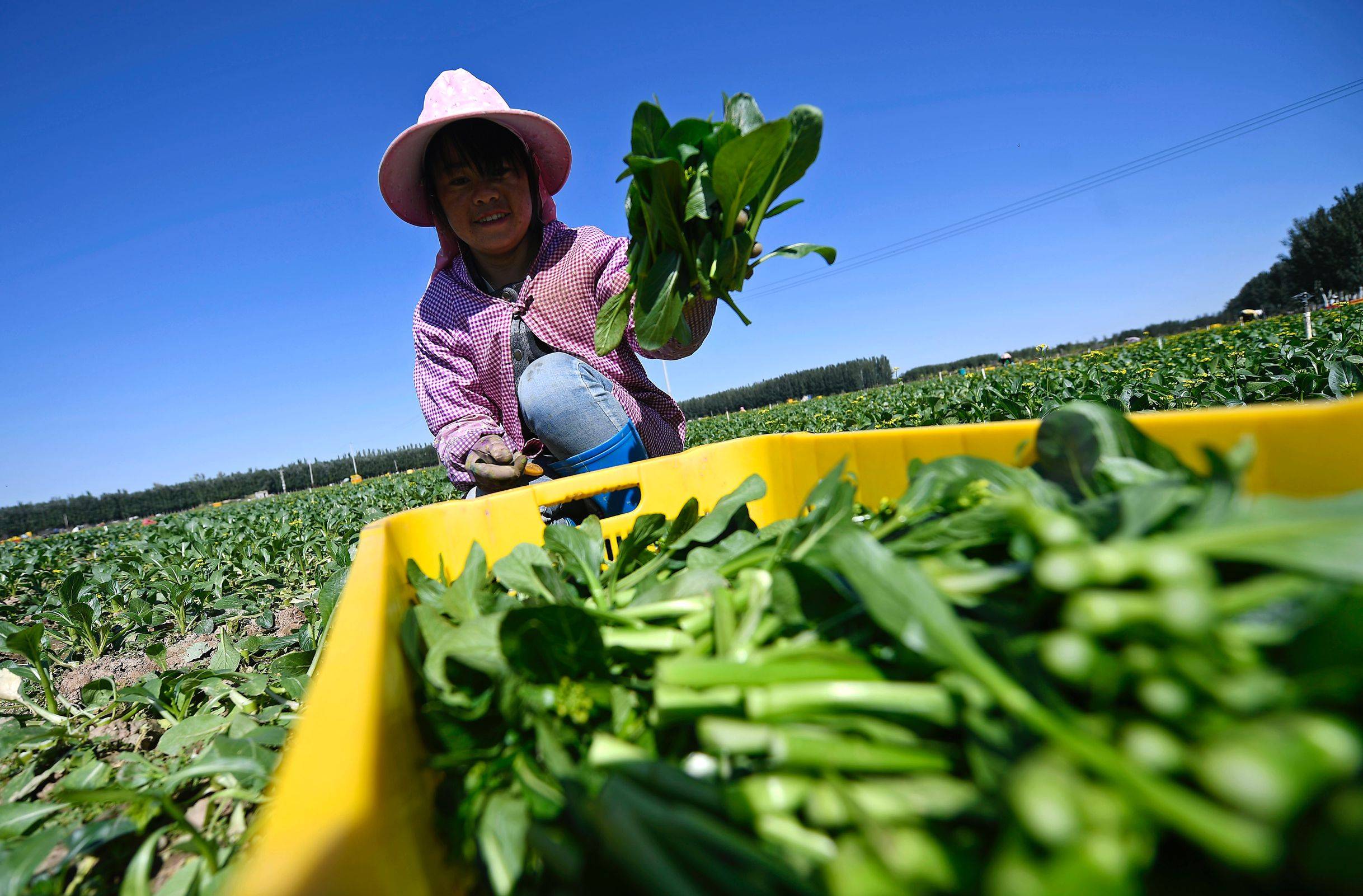 近日,银川市各供港蔬菜基地迎来最后一茬采收季.