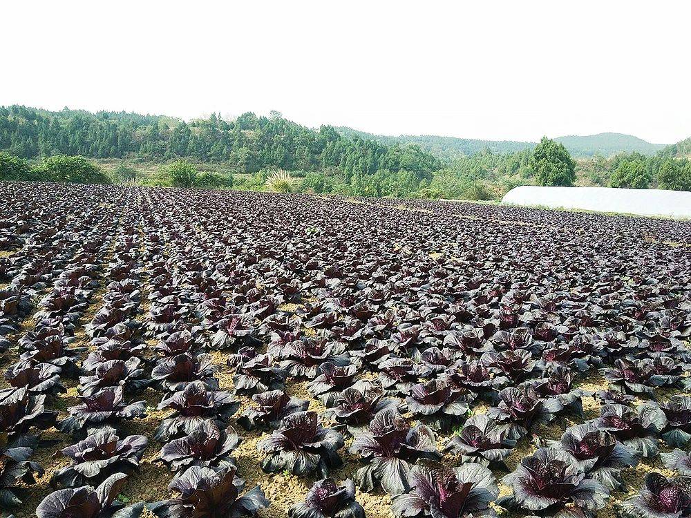 现在能种植什么 2c905c40665841df9cef2b9a0bf3955c.jpeg