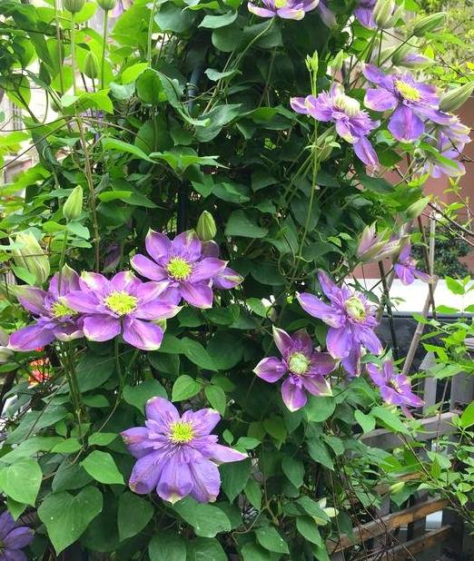 广东适合种什么铁线莲 9592b0a3f8274d3ba229148e18edbf51.jpeg