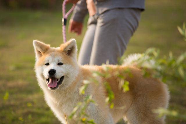 笑容极具治愈系的秋田犬,让人太爱了,可你真的适合饲养它吗?