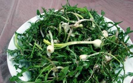 婆婆丁野菜功效与作用 6f89bdcf351b4300ad113ae6acbd0194.jpeg