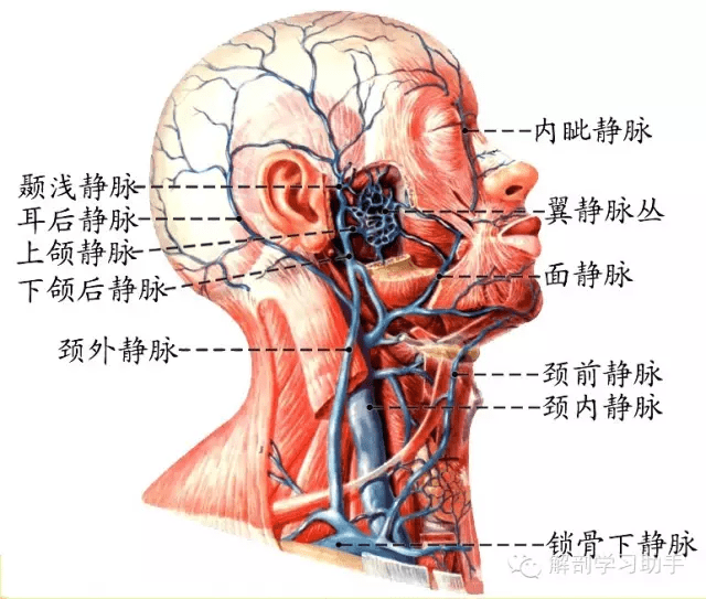 解剖&影像 | 颅底和脑的血管