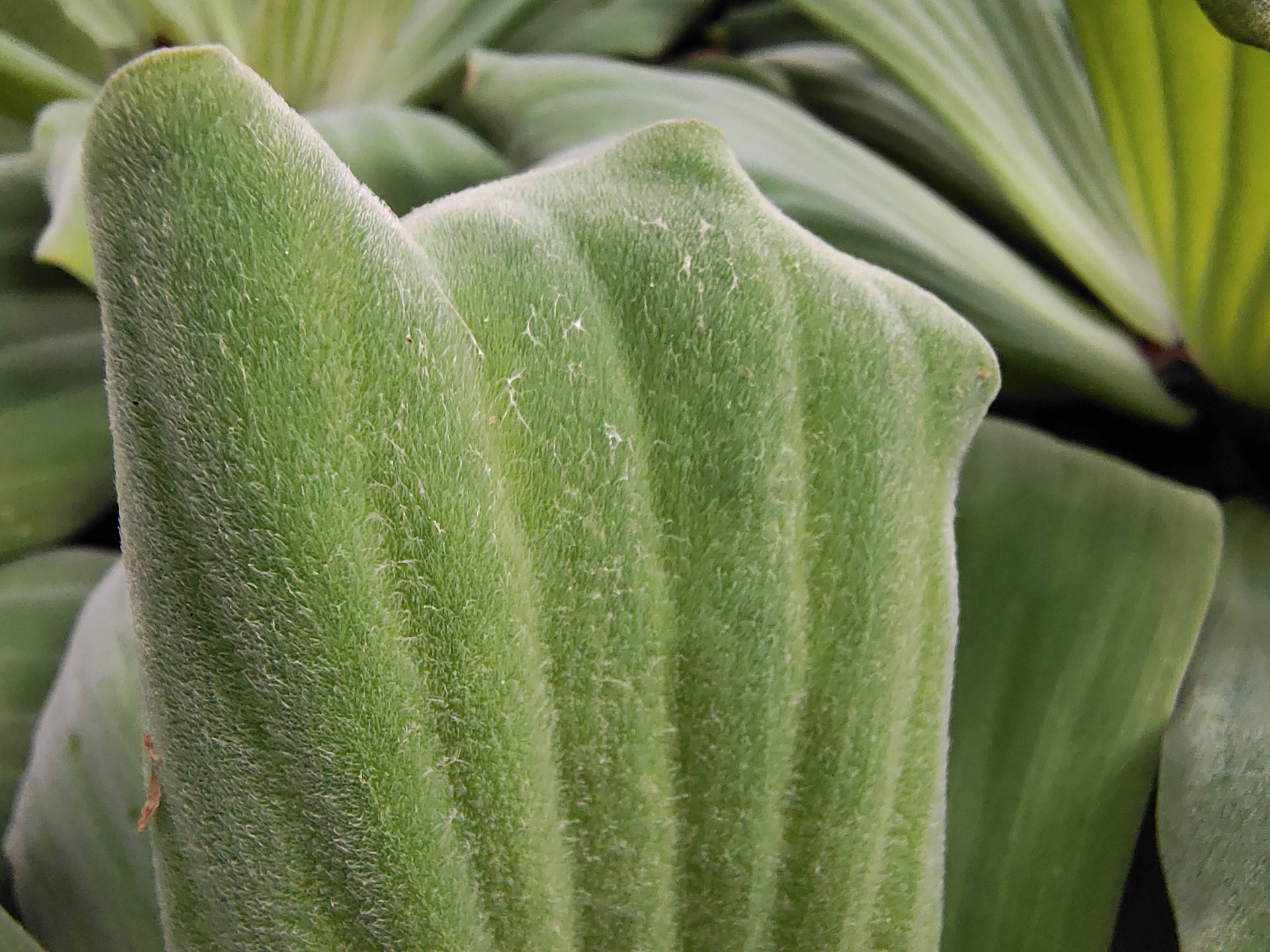 Delta|iQOO 5 体验评测：没有百瓦快充，却不失为均衡旗舰