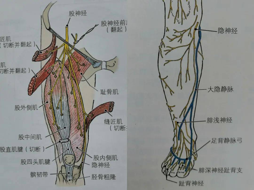 膝关节内侧疼痛腿打软居然是隐神经卡压鉴别应对看这里