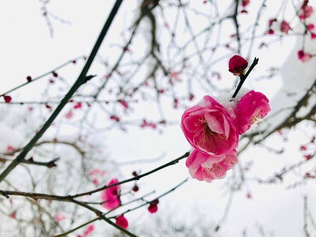 今霄已是晴云落,万树清狂对早红.莫遣花枝怜半月,寒尘雪意未惊风.