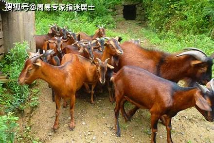 2020年12生肖运程排名_2020年9月30日十二生肖运势:事业运势比拟平稳