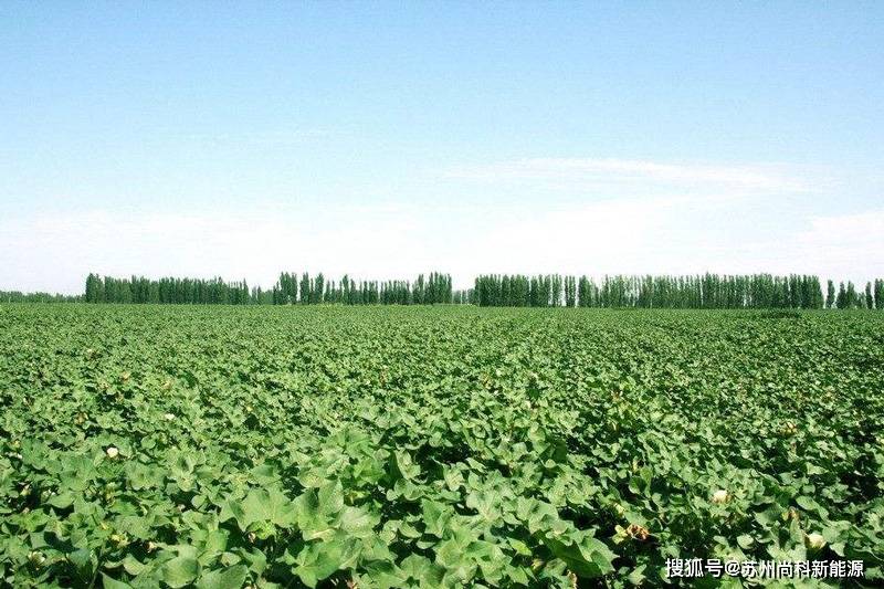 新疆棉花种植基地中国是棉花种植大国,尤以新疆地区.