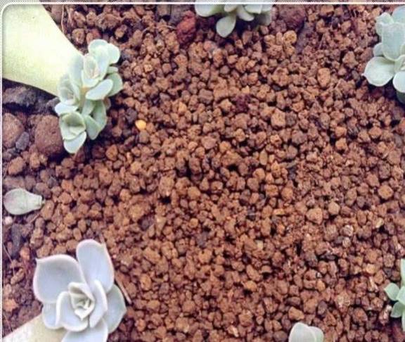 多肉叶插的正确做法需要浇水吗 25cfd0bf3eab491daac20d2e8c4d0d3d.jpeg