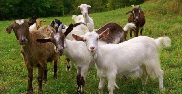 为什么叫三只羊第三只羊是谁 776fe8ea1a4449f99009c28898122536.jpeg