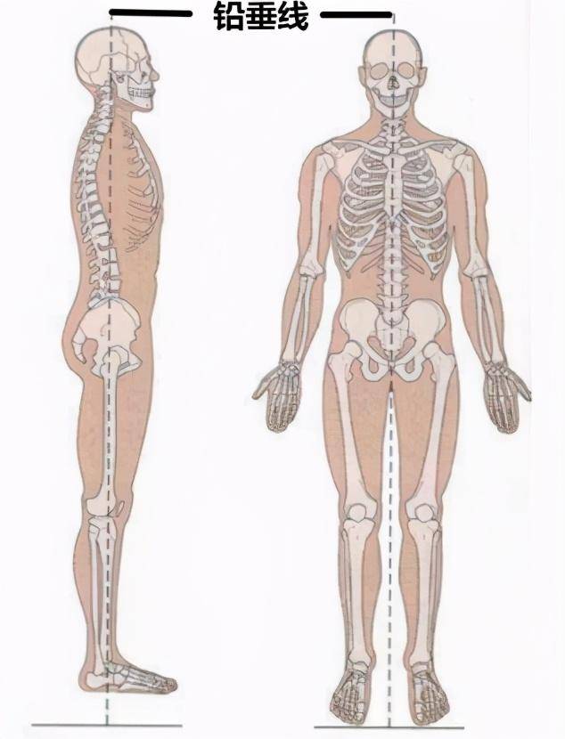 侧面观:人体侧面铅垂线穿过耳垂,肩峰,中指指尖,髂棘,股骨大转子,膝