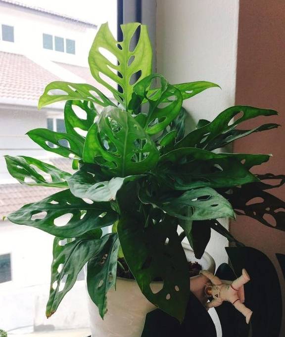 龟背竹怎么不长叶子 da025fd224ec4854af8b7f09e9a74a89.jpeg