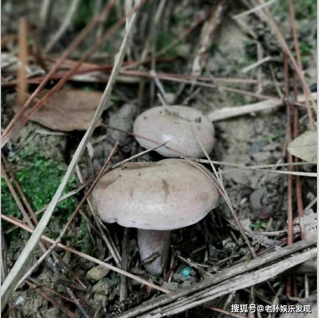 乡情|除了枞菌，还收获了不曾想到的两位姐姐在细雨中穿梭山林寻美味