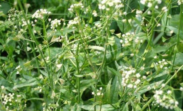 婆婆丁野菜图片 4ec0b0bf0dd04fe3a4dfd36f65e674de.jpeg