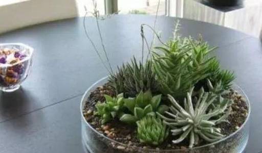 怎么种多肉的叶子容易爆盆 3ad74c5b070c4812901be0d8417264bb.jpeg