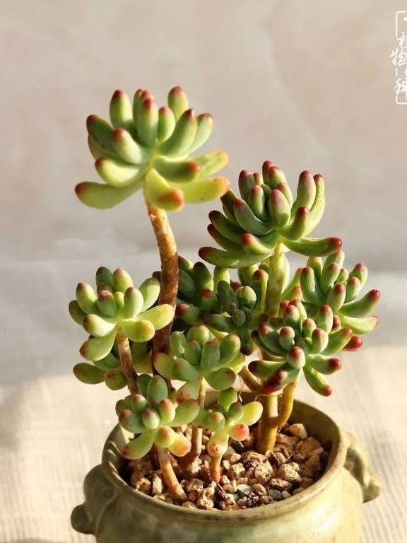 多肉怎么养才能保持颜色 90f4ee9abade4ebbac59bc92e24c0c63.jpeg