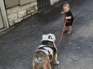 小主人想带斗牛犬出去玩狗狗却怕宝宝受伤长大后再一起玩吧