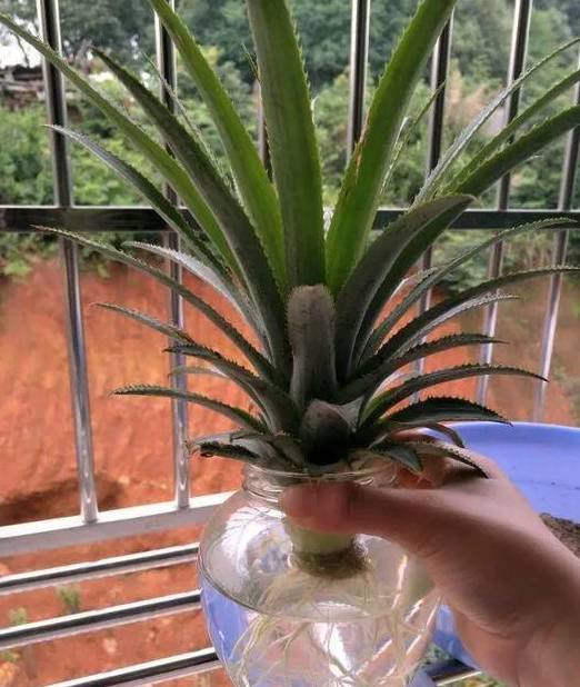 怎么种菠萝头放在水里 c840f274453648778eb58c6ab61d79f9.jpeg