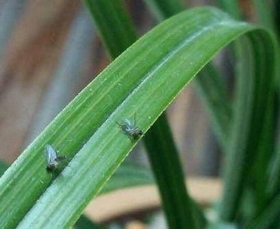 树上小飞虫怎么消灭 e2da59be3e9041e19fbf147daab29e9c.jpeg