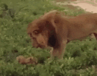 犯错被雄狮责罚,小狮子很委屈,找到妈妈撒娇:爸爸欺负