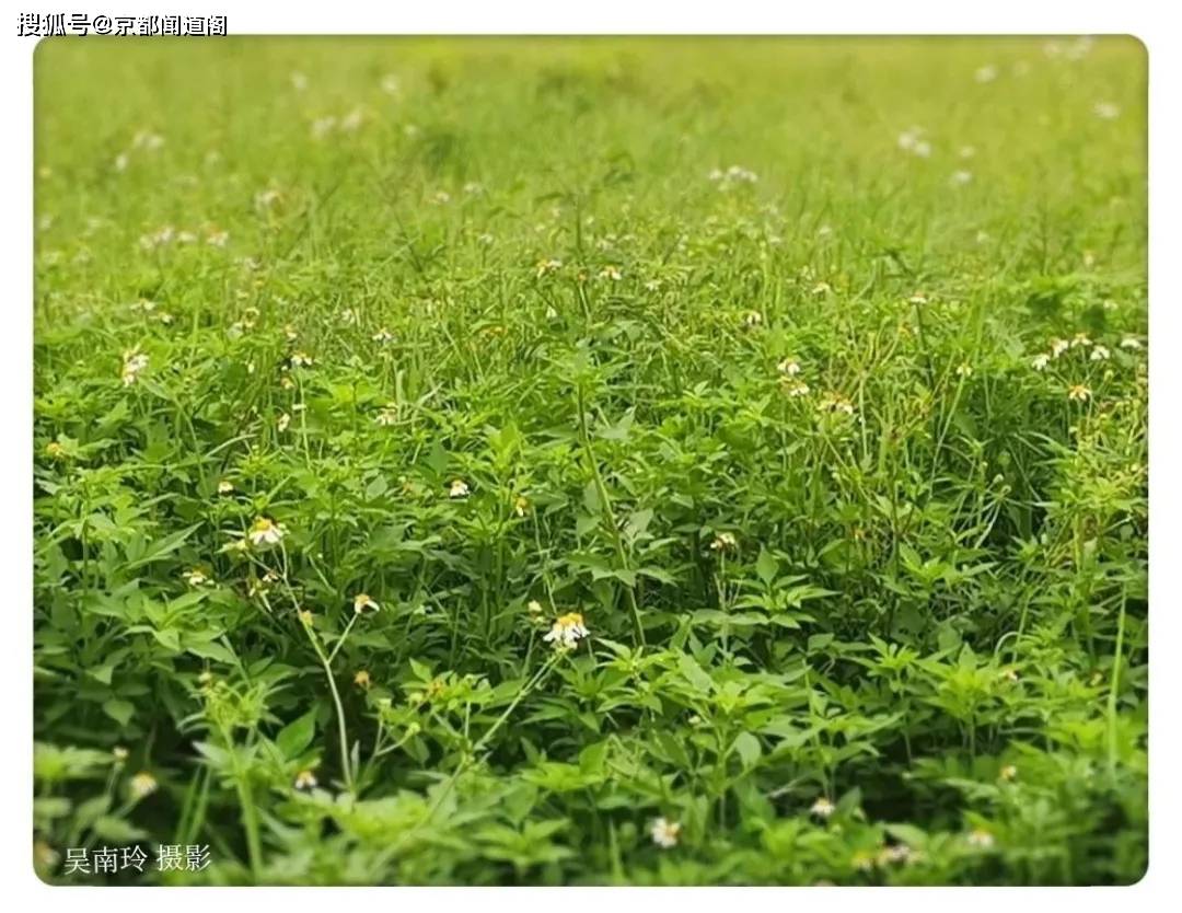 原创吴南玲窗外的那片绿