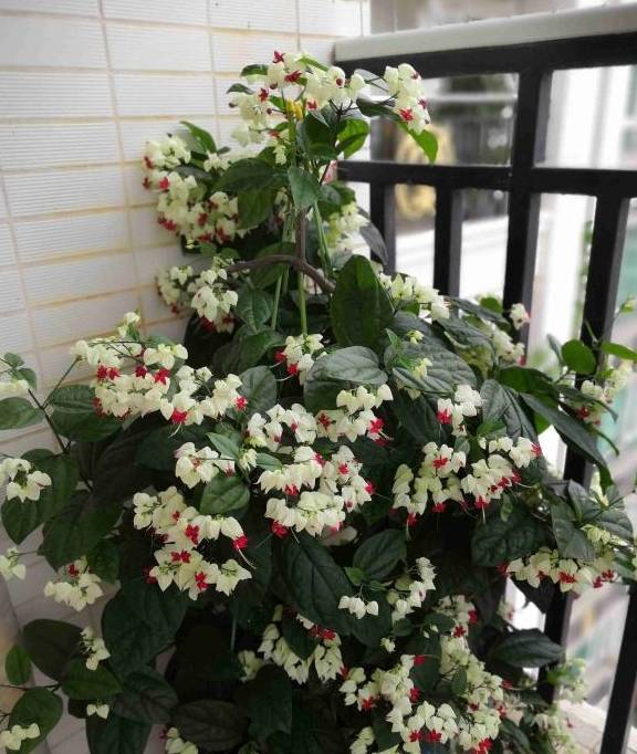 适合家里养的花和植物有哪些 af7ddc7471464e6c875aaa88a1f41440.jpeg