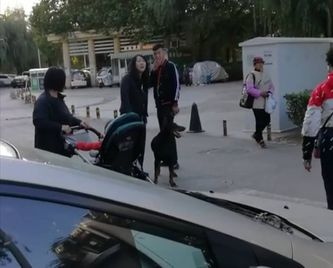 巨型烈性犬|女子遛巨型烈性犬不拴绳吓到大妈，女主人疯狂叫嚣：吓死你