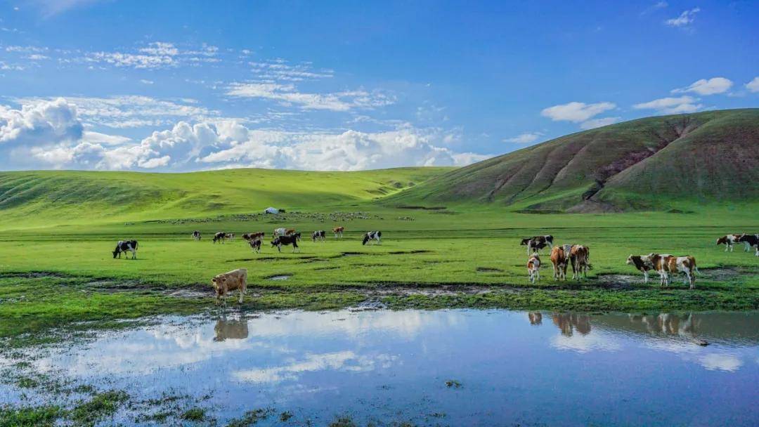 鄂尔多斯是什么草原 fc7a30b663e446dc9e04d652f74fa862.jpeg