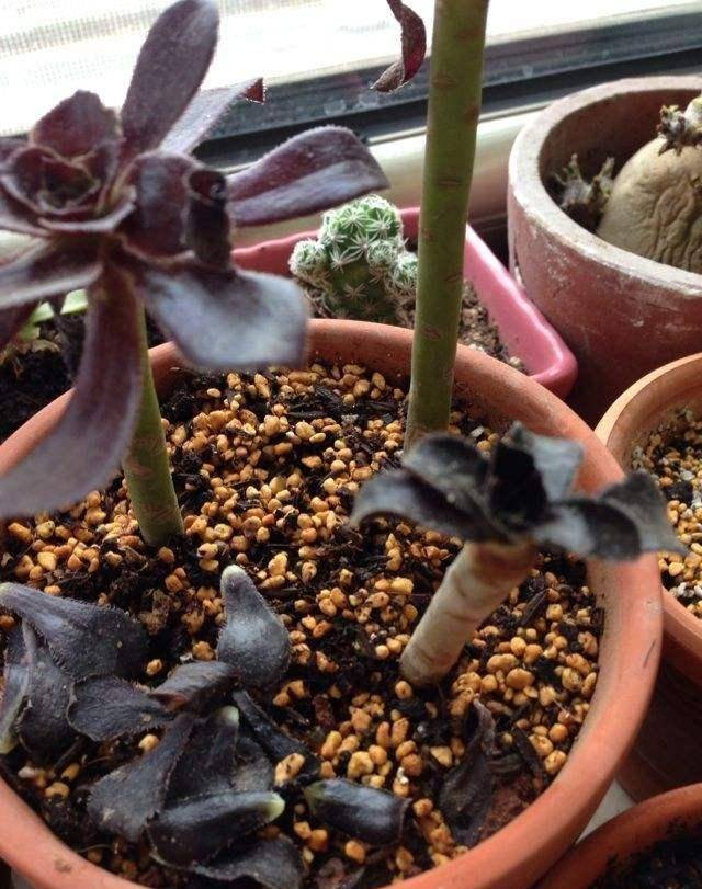 魔法师多肉掉叶 00caa08b2cb1484d91cb64571383af27.jpeg