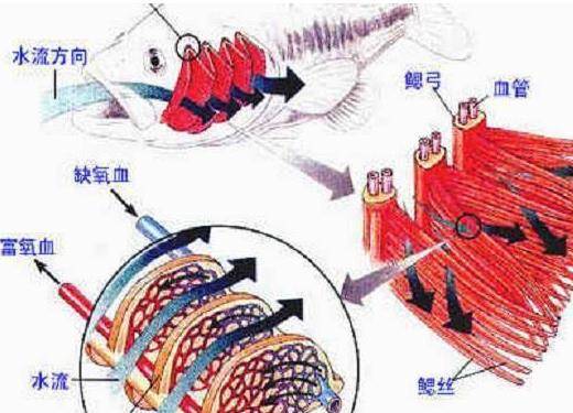 人口呼吸是吸还是呼_人口普查