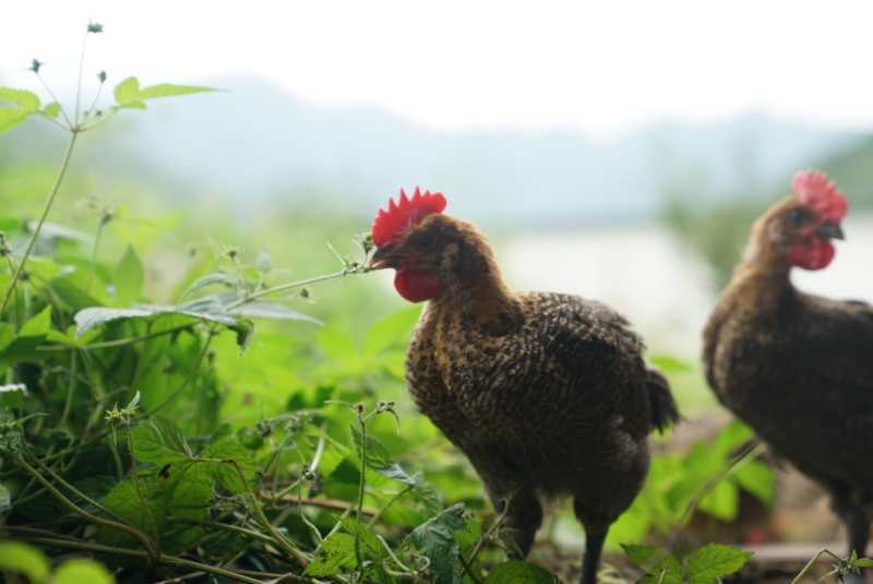 怎么养小鸡才能养得最好 41d5dc044d7d4a4b97571492cf1fc350.jpeg