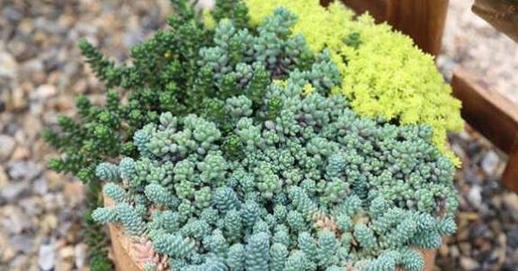 多肉种植土壤配比 747c8073357a4d549b65fd86aa48ef85.jpeg