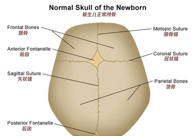 扁头好看为什么我的宝宝头型奇怪有可能是宝宝颅缝早闭应尽快治疗