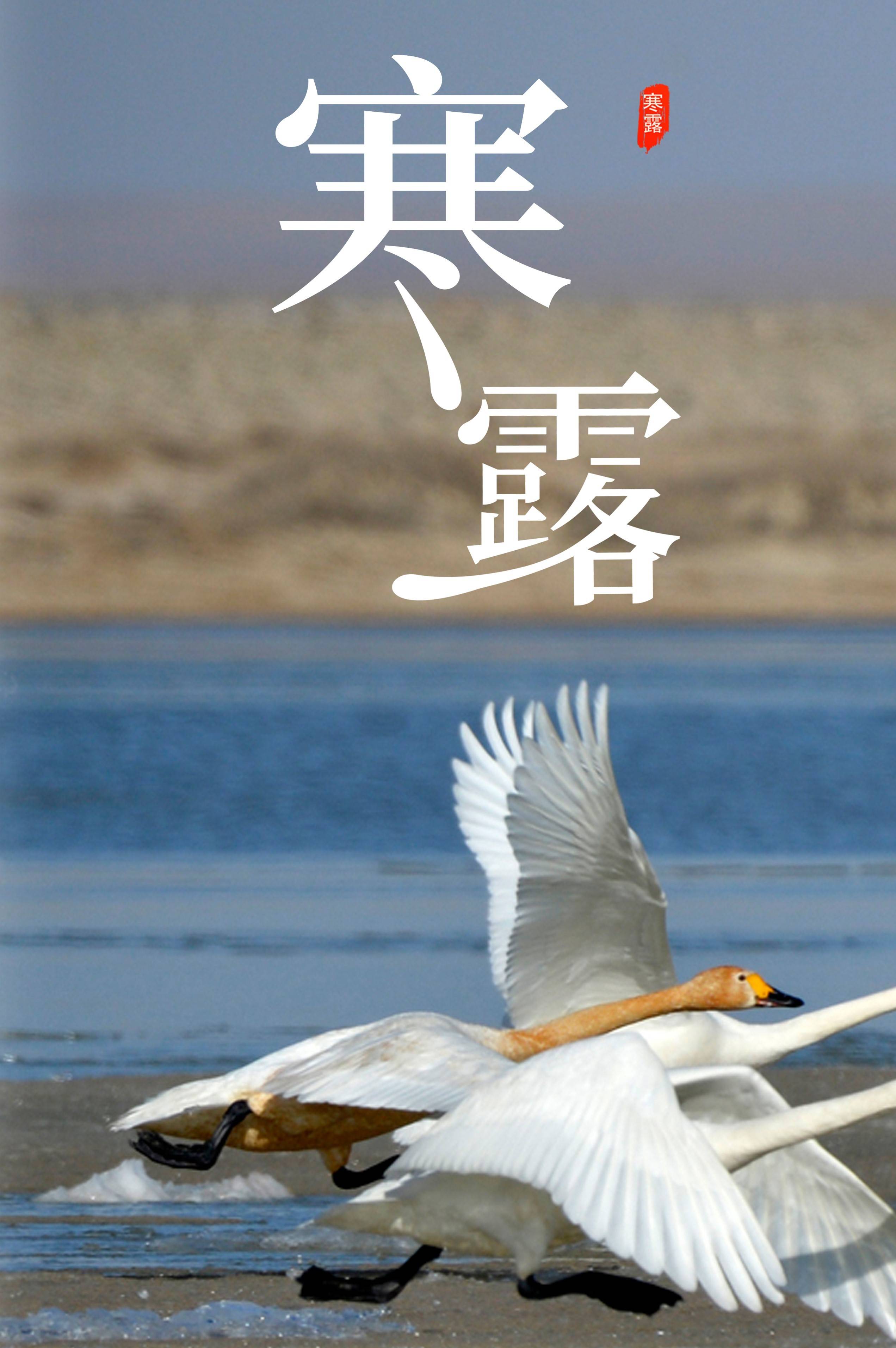 天冷秋渐晚,寒露悄悄致