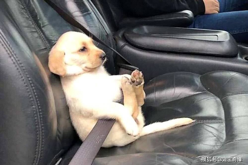 戏精附体了,来看看狗狗坐车时的搞笑照片吧(一)