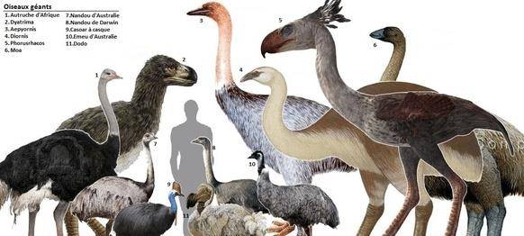 恐龙为什么演化成鸟类
