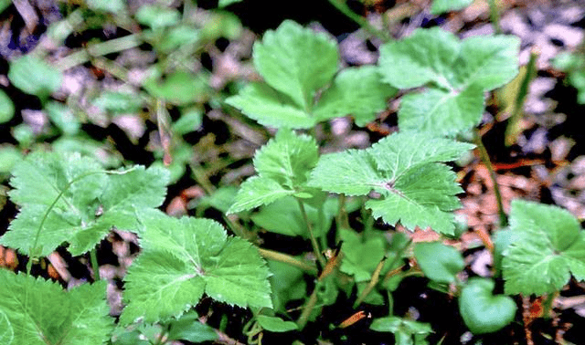 朱老总要野菜_可食用的野菜图片大全(3)