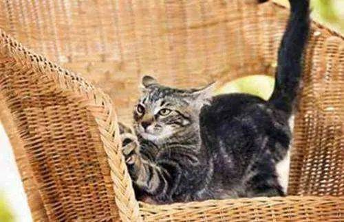 猫自己在家呆7天 46ba8bc6dcf54385affd1a879a4c1267.jpeg