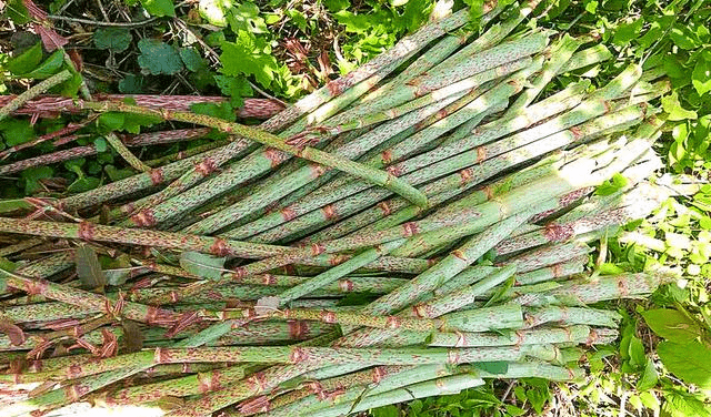 如何种植甘蔗全过程 873e34b91ad446e6a3afadcda1045bd5.png