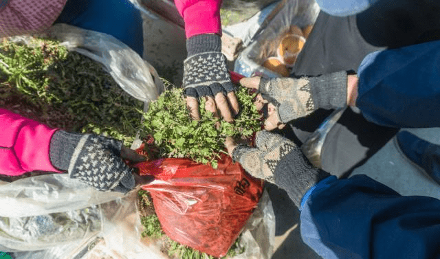 七旬老人山上挖野菜,边择边卖不够抢,稀罕野菜12元一斤