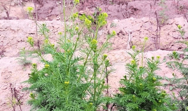 拔苦菜简谱_苦菜图片(3)