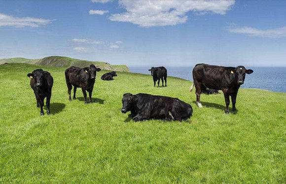 
湖北绿牛生态农业有限公司“一六五”肉牛养殖模式_HQ环球官方网站